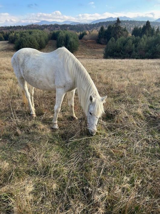 Image From Ios 1 